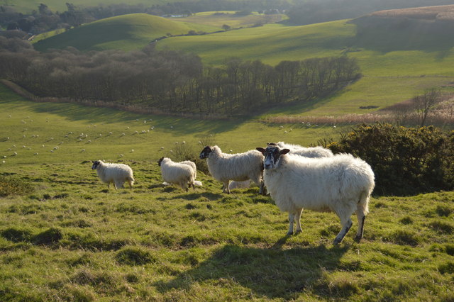 Sheep, Swyre Head