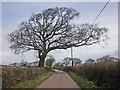 Isolated tree on Bonson Hill