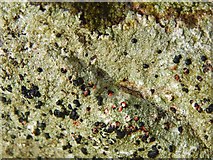 NS3778 : A lichen - Mycoblastus sanguinarius by Lairich Rig