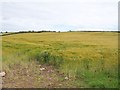 Grain crop on a drumlin overlooking Lough Money