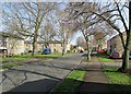 Lichfield Road: bare branches and shadows