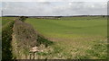 Open view towards a massive pig farm in the distance