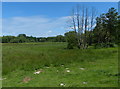 Floodplain of the River Stour