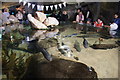 Tank in the Blue Planet Aquarium, Ellesmere Port