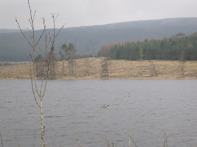 Canadian Geese on Catcleugh reservoir