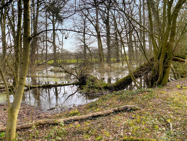 Pond in Gibson Wood
