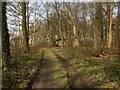 Path in Gibson Wood, Adlington Estate