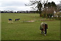 Horses in field south of Great Bookham