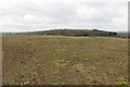 View towards Broadmarsh Coppice