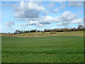 Fields near Upper Rodmersham