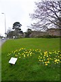 Daffodils forming the number 150 at County Hall, Exeter (2)