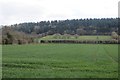 Winter cereals, Brierley