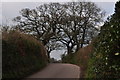 East Devon : Country Lane