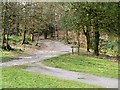 Witton Park, Path into Witton Wood