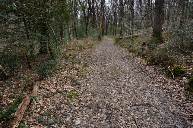 Path in Yarner Wood