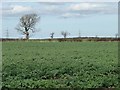 Arable field between Back Lane and York Street