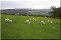 Sheep and lambs below Pickles Hill