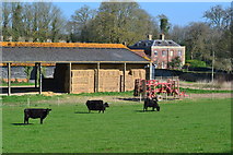 SU1624 : Charlton Manor Farm by David Martin