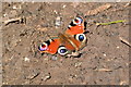 Peacock butterfly on track at Great Yews