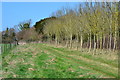 Strip of new plantation at the southern end of Great Yews