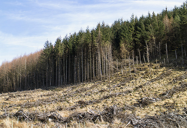 Forest Clearance William Starkey Cc by sa 2 0 Geograph Britain And 