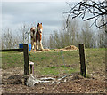 A skewbald pony at Brooks Green