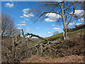 Fallen tree on Craig yr Allt