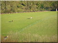 SU7426 : Cattle in a field below Ashford Hangers by Basher Eyre