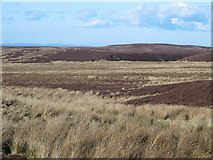 NY8655 : Moorland south of the Foumart Hills by Mike Quinn