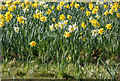 Daffodils, Trent Park House, Cockfosters, Hertfordshire