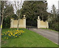 Daffodils near the entrance to the former Winchcombe Hospital