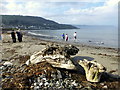 Driftwood, Glenarm