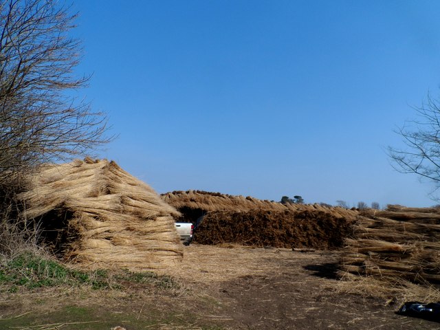 Harvested reeds