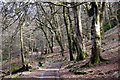 Woodland near Craigbeithe, Birnam