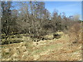 Birch woods near Wester Craggan