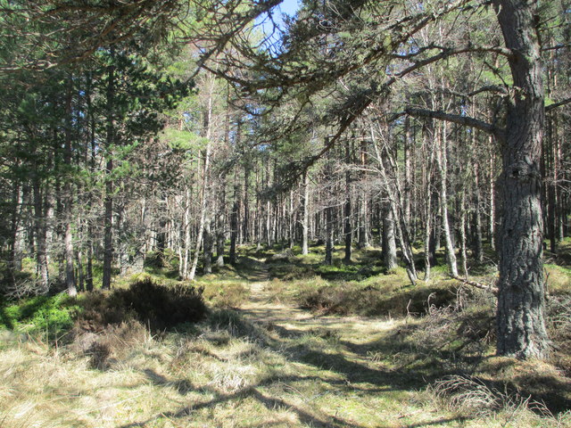 Abernethy Forest © Jennifer Jones cc-by-sa/2.0 :: Geograph Britain and ...