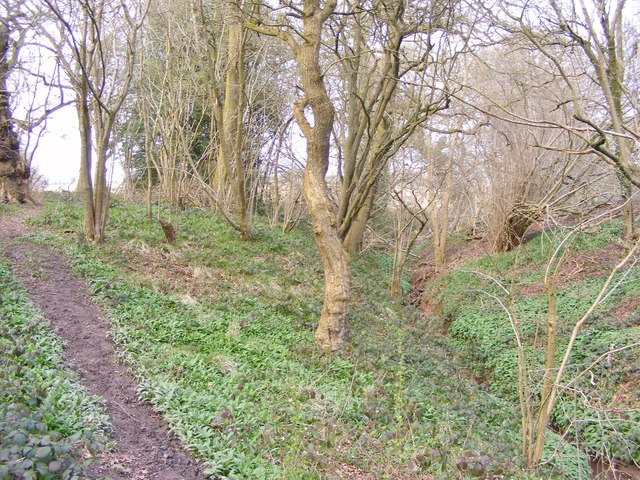 Brook Path