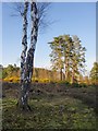 Heathland in early April, Blackheath Common