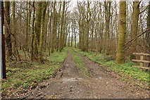 NX5954 : Woodland Track by Billy McCrorie