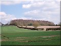 Footpath to Worthington and a birch wood