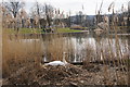 South Inch boating pond, Perth