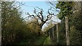 Mature Oak next to Footpath