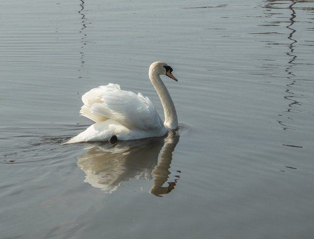 Mute Swan, River Lee Navigation, London N18