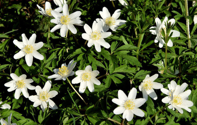 Wood anemones near Shaw's Bridge,... © Albert Bridge cc-by-sa/2.0 ...