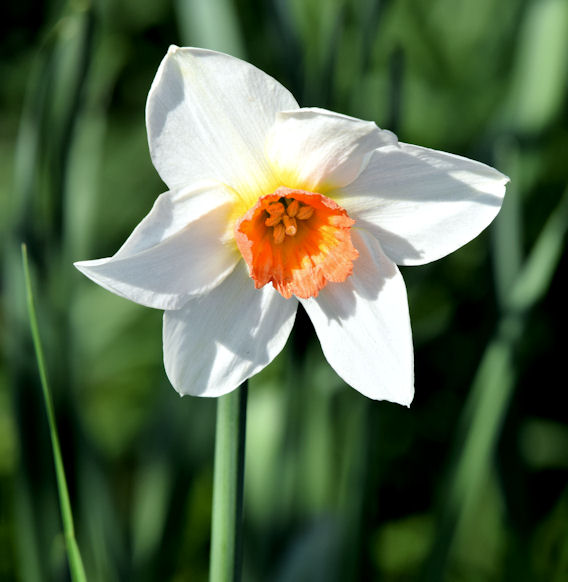 Daffodil Near Shaw's Bridge, Belfast © Albert Bridge :: Geograph Ireland