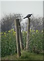 Wood pigeon by the new footpath