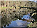 Fallen tree, Nidd Gorge