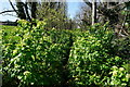 Public footpath at Harlyn House, Harlyn