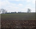 Ploughed field