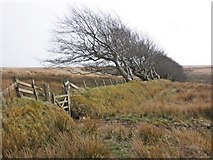 SS8042 : Boundary and gateway, above Long Combe by Roger Cornfoot